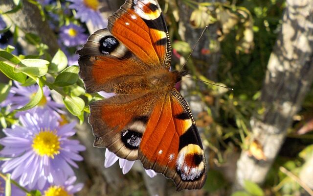 Schmetterling Naturnahes Gärtnern