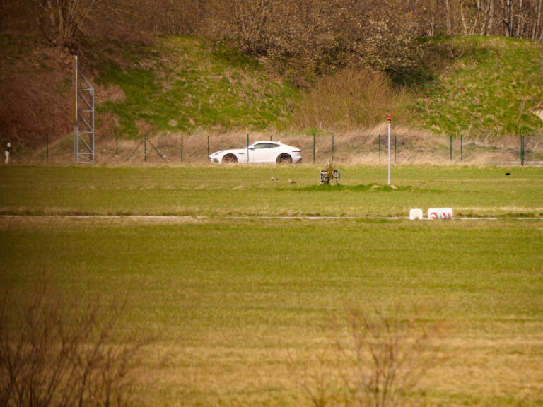 Brachvogel 2 mit Auto im Hintergrund