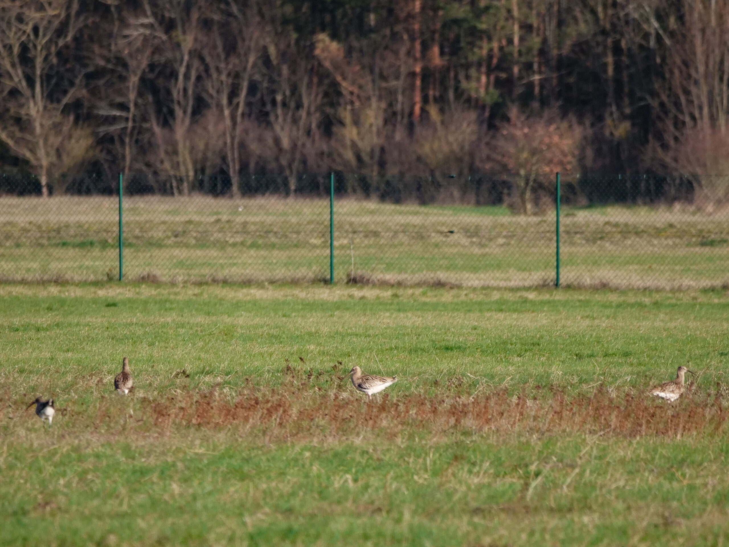 4 BV Fliegerhorst